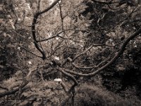 Lampion und Blüten im Essigbaum  Canham DLC 45;  Super Angulon 5.6/75, Foma Retropan 320@160