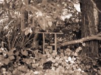 Möhres Grab zwischen Feigen- und Pflaumenbaum  Pentax 645N, SMC-A  2.8/75, Gelbfilter, Adox CHS100II@64