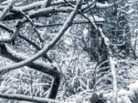 Futterstelle  PENTAX K-3 Mark III Monochrome, SMC PENTAX-FA 1.8/77 Limited  - 07.01.2025 -