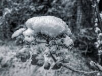 Samthortensienblüte mit Schneehaube  PENTAX K-3 Mark III Monochrome, HD PENTAX - DA* 2.8/ 11-18 ED DC AW  - 07.01.2025 -