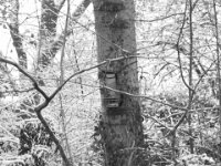 Futterstelle fürs Eichhörnchen  PENTAX K-3 Mark III Monochrome, HD PENTAX - DA* 2.8/16-50 ED PLM AW  - 29.01.2026 -