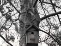 Vogelhaus  PENTAX K-3 Mark III Monochrome, SMC PENTAX-FA 1.8/31 AL Limited  - 28.02.2026 -