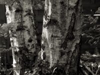 Birke  PENTAX K-3 Mark III Monochrome, HD PENTAX - DA* 2.8/16-50 ED PLM AW  - 29.06.2026 -