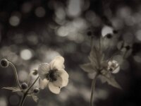 Blüte und Knospen  PENTAX K-3 Mark III Monochrome, HD PENTAX - DA* 2.8/16-50 ED PLM AW  - 29.06.2026 -