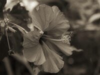 Hibiskus  PENTAX K-3 Mark III Monochrome, HD PENTAX - DA* 2.8/16-50 ED PLM AW  - 29.06.2026 -