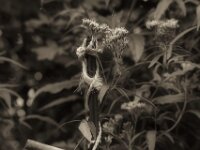 Wasserdost  PENTAX K-3 Mark III Monochrome, HD PENTAX - D FA* 2.8/70-200 ED DC AW   - 09.08.2026 -