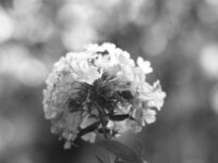 Phlox  PENTAX K-3 Mark III Monochrome, HD PENTAX - D FA* 2.8/70-200 ED DC AW   - 09.08.2026 -