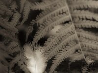 Feder und Farn  PENTAX K-3 Mark III Monochrome, HD PENTAX - D FA* 2.8/70-200 ED DC AW   - 09.08.2026 -