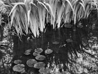 Frösche im Teich  Yashica FR I, Zeiss Planar 1.4/50, ADOX CHS 100II   -13.04.2026 -