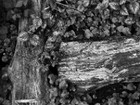 Es war einmal ein Baum  Yashica FR I, Zeiss Planar 1.4/50, ADOX CHS 100II   -13.04.2026 -