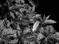 Taubenfeder  Pentax MZ-S, SMC Pentax FA 1.9/43 Limited, Kentmere 100   - 02.05.2026 -