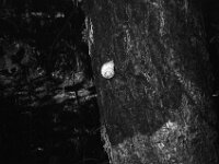 Die Schnecke am Pflaumenbaum  CHINON AUTO 3001 Multifocus, ADOX CHS 100II  - 24.05.2026 -