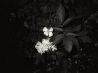 Holunder und Wildrose  CHINON AUTO 3001 Multifocus, ADOX CHS 100II  - 24.05.2026 -