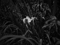 Gelbe Schwertlilie  CHINON AUTO 3001 Multifocus, ADOX CHS 100II  - 24.05.2026 -