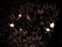 Stille im Garten IX
