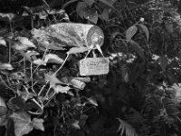 Erinnerung  CHINON Auto 3001 Multi Auto Focus, ADOX CHS 100II  - 17.06.2026 -
