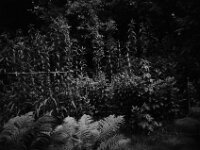 Morgenruhe  CHINON Auto 3001 Multi Auto Focus, ADOX CHS 100II  - 17.06.2026 -