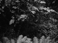 Feige und Farn  CHINON Auto 3001 Multi Auto Focus, ADOX CHS 100II  - 17.06.2026 -