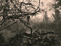 Futterkäfig  Pentax 645N, SMC PENTX -FA 645  2.8/45, ADOX CHS 100 II   - 05.03.2026 -