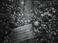 Sphäre am Weg  CHINON Auto 3001 Muilti Auto Focus, ADOX CHS 100 II   -  03.04.2026 -