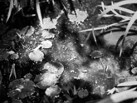Der Teichfrosch im Garten  Pentax 67II, SMC 2.4/1205, Heliopan Filter  Gelb,  FUJI Acros 100 II   -11.05.2026 -