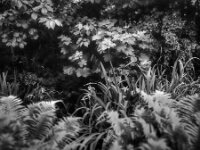 Schwertlilien im Teich  Pentax 6x7, SMC 2.4/105, Fuji Acros 100 II   - 16.07.2026 -
