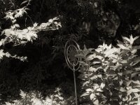 Wasserspender  FUJI GW690 III, Kentmere Pan 100@50  - 21.06.2026 -