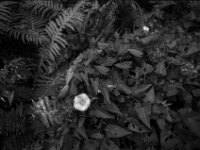 Windenblüte  Pentax K2, SMC 2.8/24, Cokin Gelbfilter, Kentmere Pan 100  - 30.07.2026 -