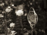 Phlox und Wassersprenger  PENTAX K-3 Mark III Monochrome, HD PENTAX - D FA* 2.8/70-200 ED DC AW   - 09.08.2026 -