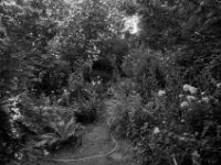 Gartenweg  Pentax K2, SMC 2.8/24, Cokin Gelbfilter, Kentmere Pan 100  - 30.07.2026 -