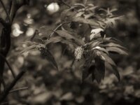 Sommerflieder  PENTAX K-3 Mark III Monochrome, HD PENTAX - D FA* 2.8/70-200 ED DC AW   - 09.08.2026 -