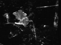 Hibiskusblüte  Pentax K2, SMC 2.8/24, Cokin Rotfilter, Kentmere Pan 100  - 30.07.2026 -