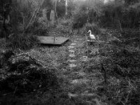 Der falsche Reiher am Teich  FUJI GS 645S prof.WIDE 60, KODAK TX 400  - 14.12.2025 -