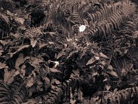 Windenblüte im Farn  Canham DLC 45; Tele-Xenar 5.5/240, Kodak TXP320@640