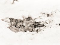 Der Tod des Hasen im Winter  Pentax 67II, Gelbfilter, 400TX/400