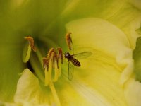 Kleine Schwebfliege in Taglilienblüte
