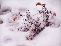 Hortensienblüten im Schnee