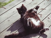 Katzen "Kung Fu"  in Rückenlage