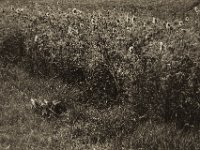 Feldrand mit Sonnenblumen  Pentax K-1, smc PENTAX-FA 43mm F1.9 Limited  -27.07.2019 - : Blüten, Felder, Landschaft, Landwirtschaft, Niederrhein, Sonnenblume