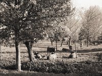 Kühe im Herbstlicht  Pentax 67II, 2.4/105, Adox CHS 100/100