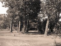 Die Bäume kehren zurück  Pentax 67II, SMC Takumar 4.5/75, Bergger Pancro 400 - 14.09.2017 -