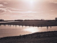 Rheinwiesen mit Hochwasser  Contax Aria, Planar 1.4/50, Gelbfilter, Ilford FP4+@80