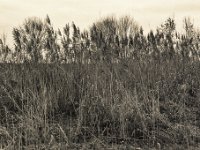 Uferschilf und Bäume I  Pentax 645N, 2.8/75, Gelbfilter,Bergger  Pancro 400@800