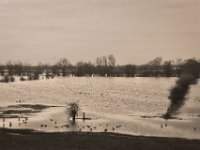Wildgänse im Hochwasser  Pentax K-1, HD Pentax D-FA 2.8/24-70 SDM WR  - 15.02.2020 - : Fluss, Hochwasser, Rhein, Gänse, Rheindeich