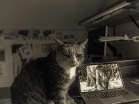 Katzen auf dem Arbeitsplatz  PENTAX K-3 Mark III Monochrome, HD PENTAX - DA* 2.8/16-50 ED PLM AW  - 26.01.2026 -