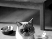 Sie war dehydriert und sehr dünn.  PENTAX K-3 Mark III Monochrome, HD PENTAX - DA* 2.8/16-50 ED PLM AW   - 18.09.2026 -