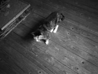 Grey  CHINON Auto 3001 Multi Auto Focus, ADOX CHS 100II  - 17.06.2026 -