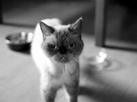 Durch den Tierschutz kam sie am selben Tag zum Tierarzt und  wird dann  in ein neues Zuhause vermittelt.  PENTAX K-3 Mark III Monochrome, HD PENTAX - DA* 2.8/16-50 ED PLM AW   - 18.09.2026 -