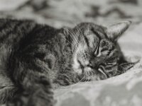 Alice schläft  PENTAX K-3 Mark III Monochrome, SMC PENTAX-FA 1.8/77 AL Limited  - 15.12.2025  -