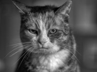 Grey  PENTAX K-3 Mark III Monochrome, SMC PENTAX-FA 1.8/77 AL Limited  - 21.12.2025  -